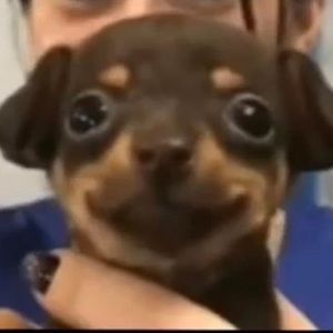 Meet your Posher, Dan